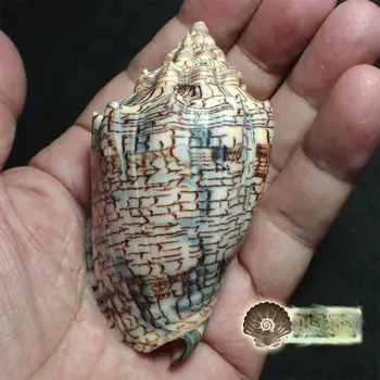 Naturlige Sjældne Conch 8.55 cm hebraisk Sneglen Samling