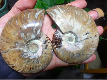 WBY---412++++1 par af Split Tobija Fossile Prøve Shell Healing Madagaskar